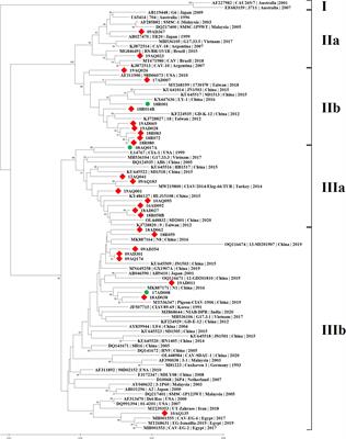 Genetic characterization of chicken infectious anaemia viruses isolated in Korea and their pathogenicity in chicks